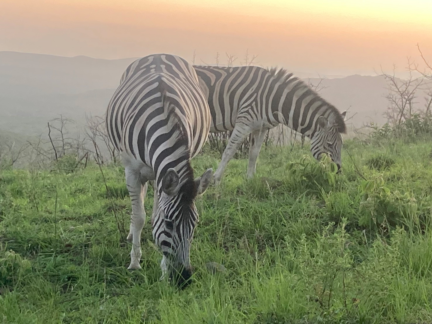 Freilebende Zebras, fotografiert im naheliegenden Nationalpark Hluhluwe.